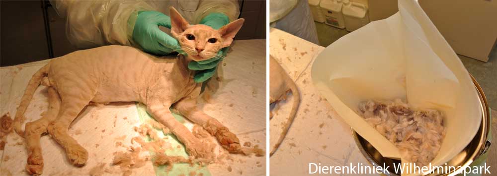 Als de kat veel schimmelplekken heeft dan scheren we de kat kaal